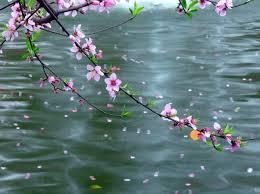 GS. Lê Đình Thông – Đào Hoa Lạc Ngạn Hà