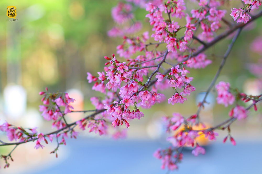 GS. Lê Đình Thông: Hoa Đào Năm Cánh