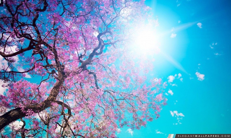 GS. Lê Đình Thông: Nắng Xuân