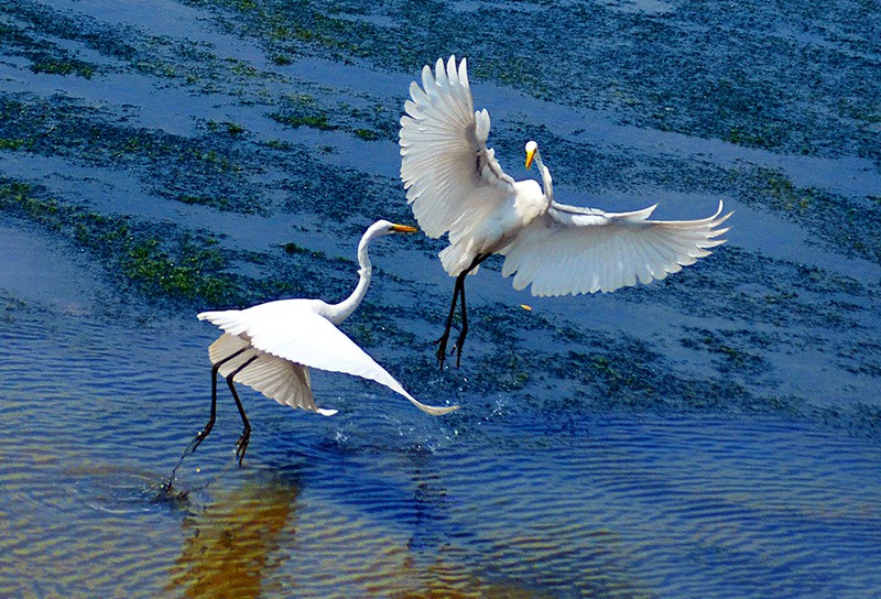 GS. Lê Đình Thông – Lời Tình Xanh