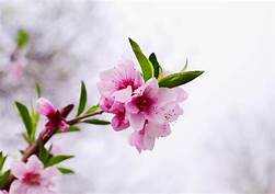 GS. Lê Đình Thông – Thơ tặng Trần Đình Chỉ