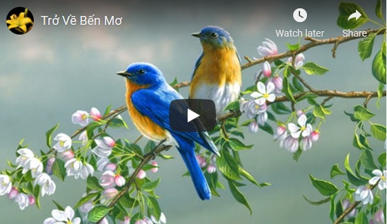 Trở Về Bến Mơ