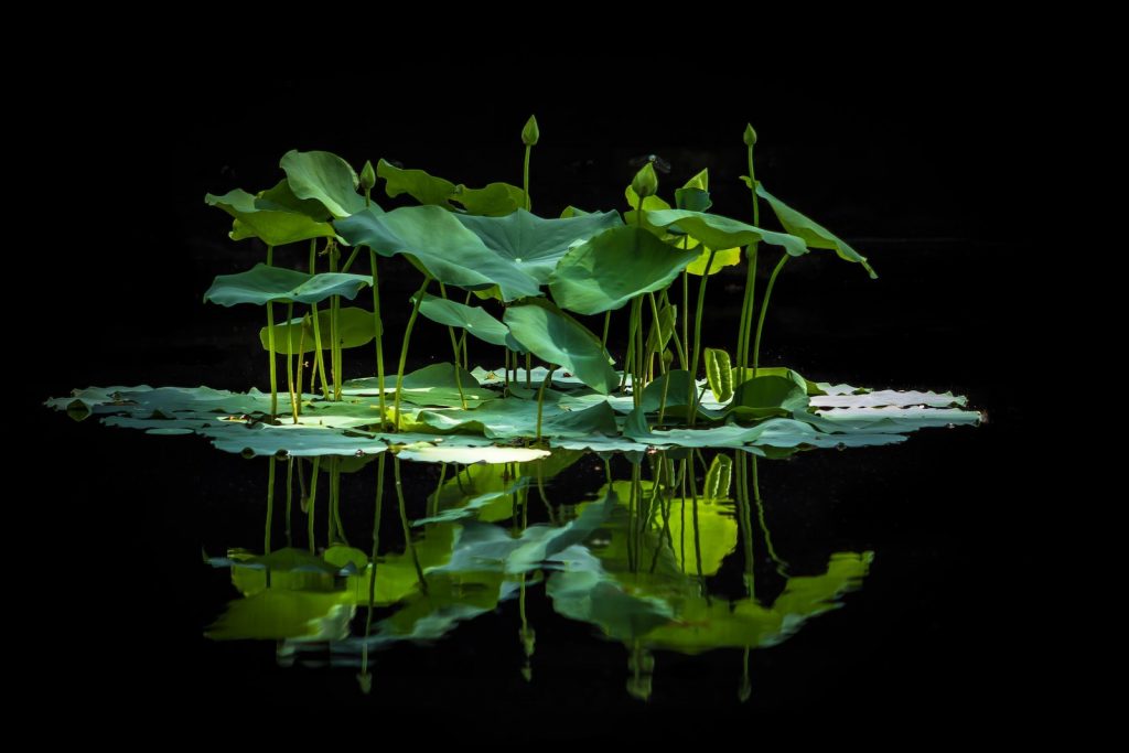 Photo of the Day: The Nature of the Mind