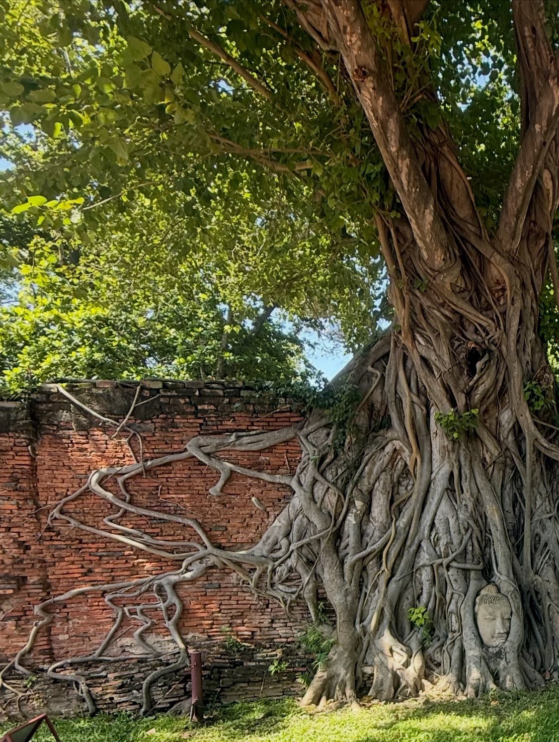 Cội rễ luân hồi