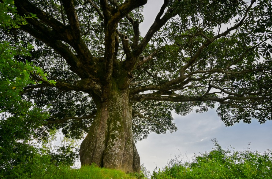 Chuyện Tâm Linh Thời Thơ Ấu